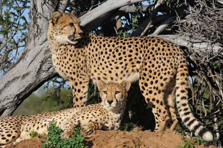 The Challenges and Potential of Project Cheetah: Reintroducing the Majestic Predators to&nbsp;India