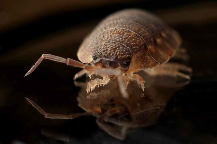 The Alarming Resurgence of Bedbugs: A Global&nbsp;Menace