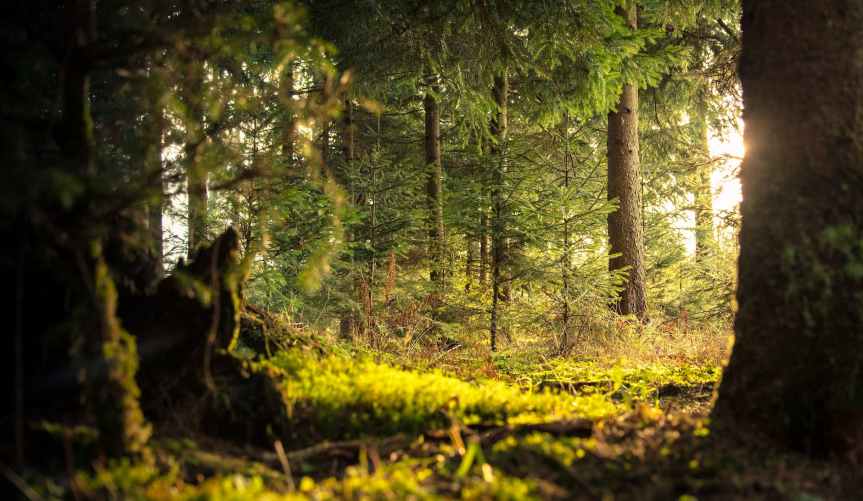 Concerns Raised Over Proposed European Forest Monitoring&nbsp;System