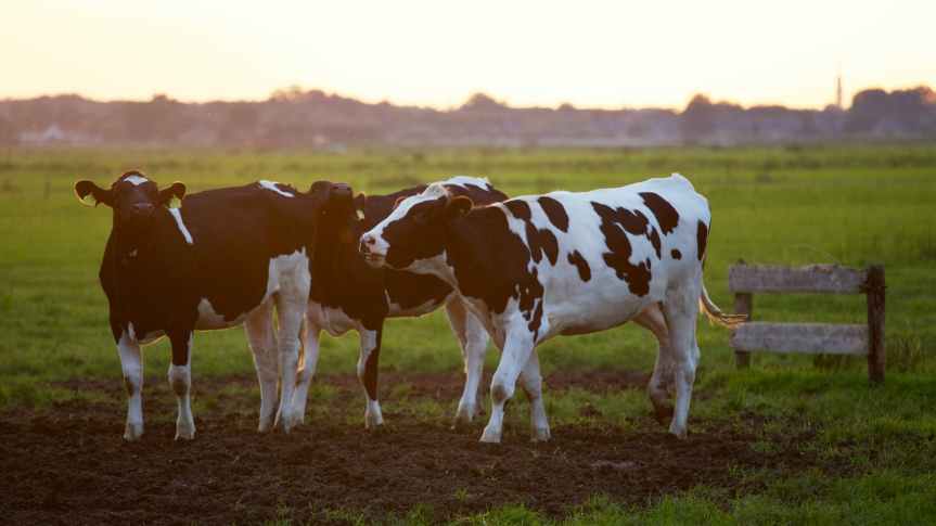 EU Milk Production Sees Relative Stability in 2022: Insights from Eurostat&nbsp;Data