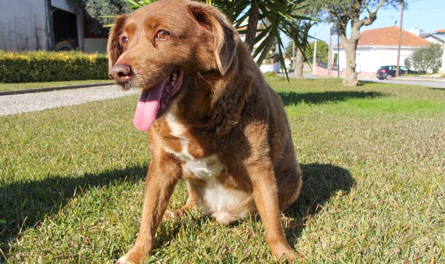 The Controversy Surrounding the World’s Oldest Dog&nbsp;Record