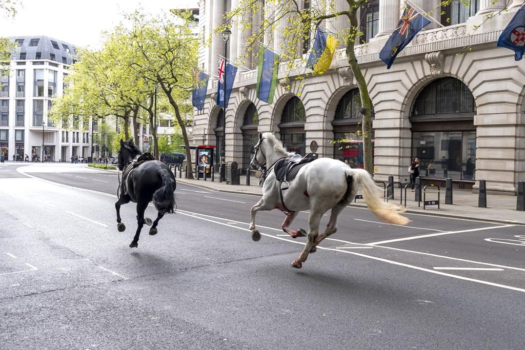 Chaos in Central London: The Unprecedented Incident of the Household Cavalry Horses