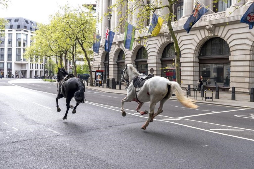 Chaos in Central London: The Unprecedented Incident of the Household Cavalry&nbsp;Horses