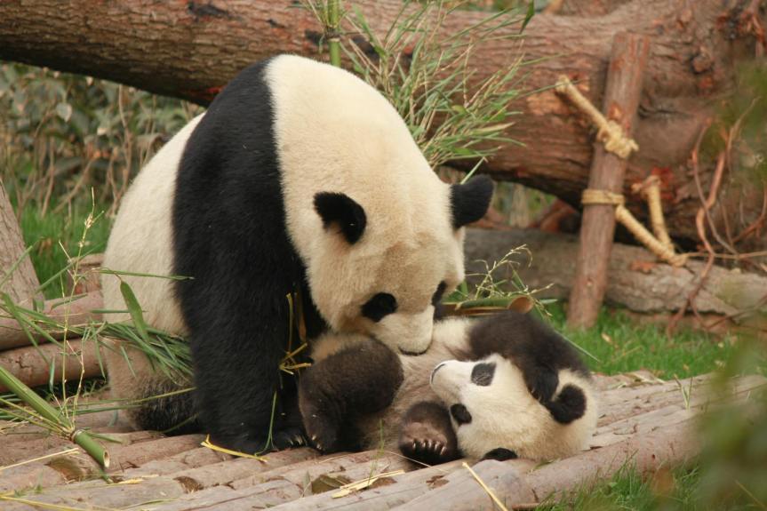 San Francisco Prepares for Arrival of Giant Pandas from&nbsp;China